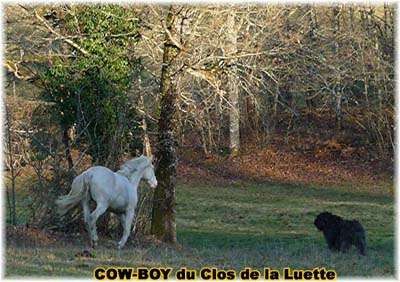 le bouvier des flandres et le cheval - Elevage du CLOS DE LA LUETTE - COPYRIGHT DEPOSE